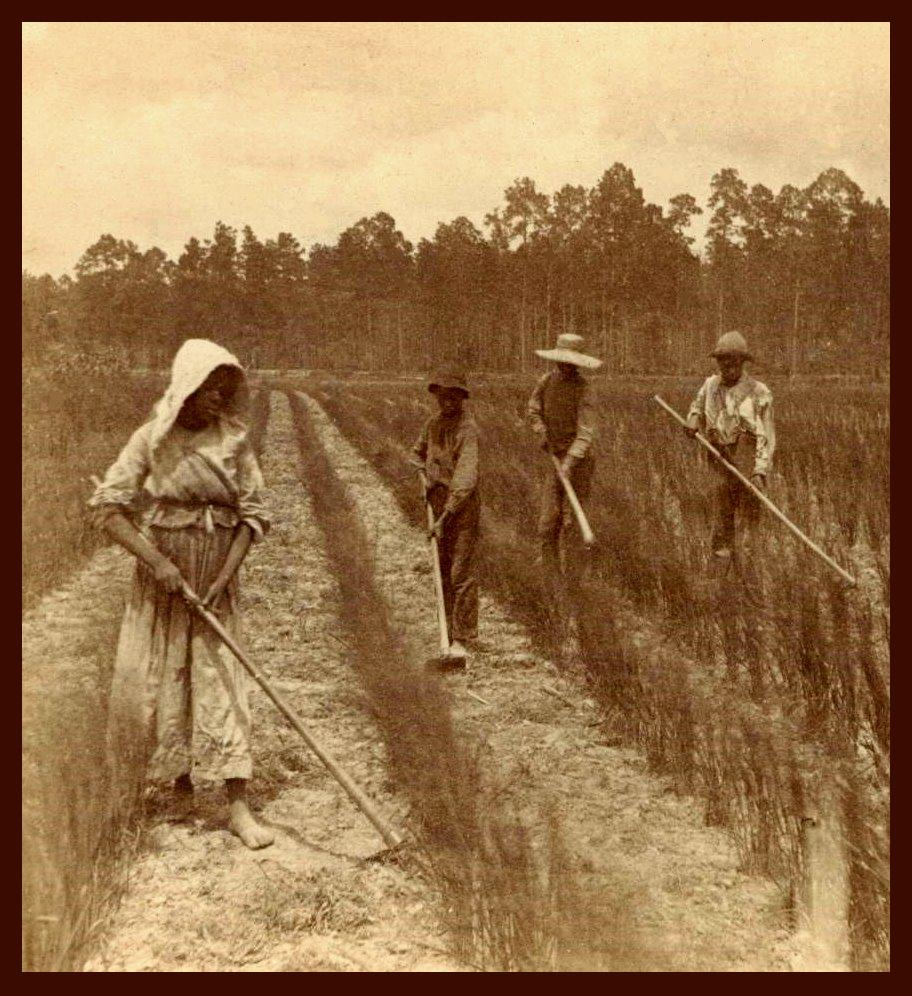 slaves in the field