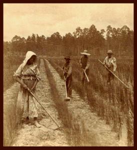 rice_field_slaves